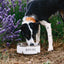 Barn Dog Bowl