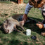 Show Off Udderly Amazing Balm