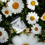 Calendula & Sunflower Wound Ointment