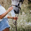 Horse & Outdoor Spray