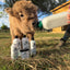 NEW! Show Off Hoof Hero