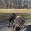 Barn Dog Conditioner