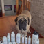 Barn Dog Dry Shampoo