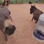 Horse Spray